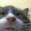 stare Emote