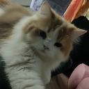 meow emote