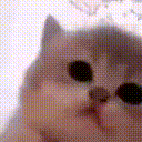 kitty_jamming emote