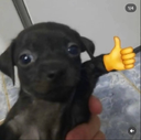 Good_dog emote
