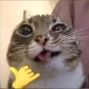 Catty emote