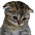 sadness_urdu Emote