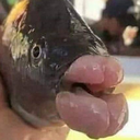 fish emote