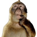 monkeythink emote