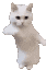 CatTime emote