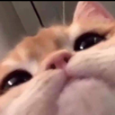 CB_peek_cat emote