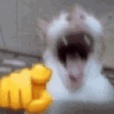 16482cathihi emote