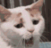 catyawn emote