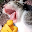gatoriendo Emote