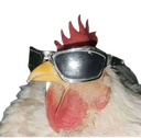 cock emote