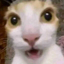 surprisedcat emote