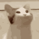 catfish_ Emote