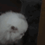 emoji_9 Emote
