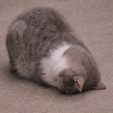 cat_sob emote