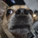 BackDog emote
