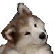 Confused emote