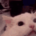 megacatscream Emote