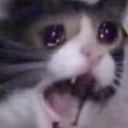 MS_catscreaming_Dot_GG_femboiss Emote