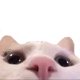 cat_lurk emote