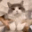 cat_dance emote