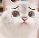 sadcat emote