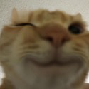 Cat_wink emote
