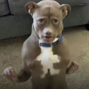 ouuitstank emote