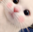 Blushcatto emote