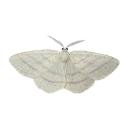 009_butterfly emote
