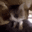 catcute emote