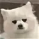 Dog emote