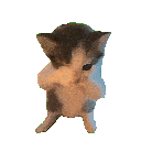 scuba_cat Emote