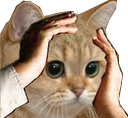 ohno emote
