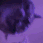 partycat emote