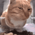 sideeyecat emote
