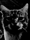 death_stare Emote