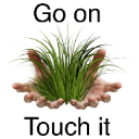 touchgrass emote