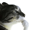 think emote