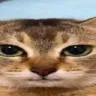 gatoserio Emote