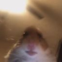 huhhamster emote