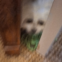 f_inyowalls emote