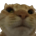 catno emote