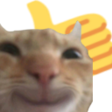 cat_like emote