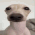 dog_lethimcook emote