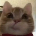 catsmirk Emote