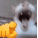 catlaugh Emote