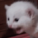67354aaaaaa emote