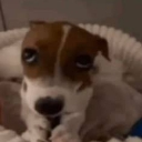 emoji_17 emote
