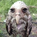 FugulyOwl Emote