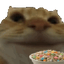 catnom emote